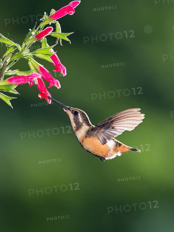 Purple-throated woodstar