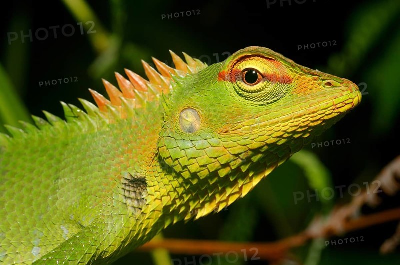 Common Green Forest Lizard