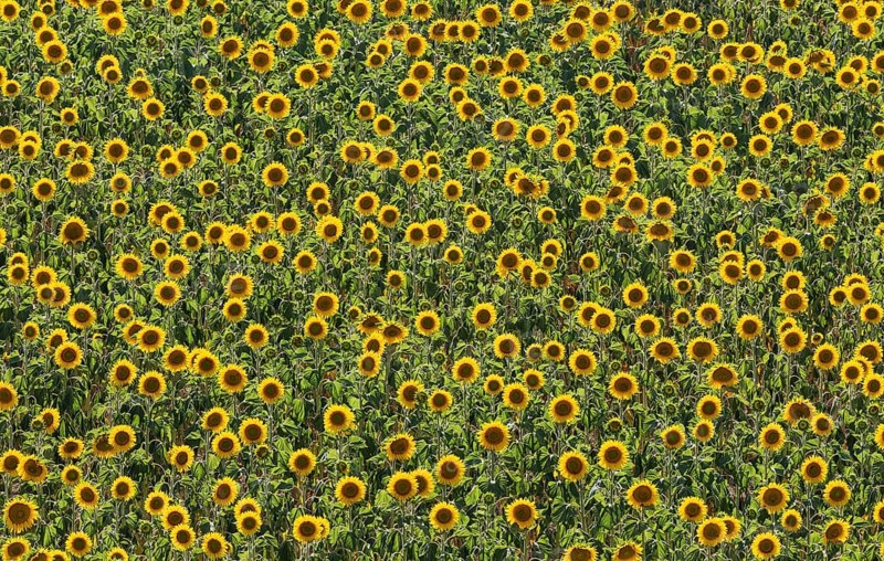 Sunflowers