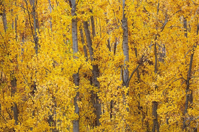 Yellow aspens