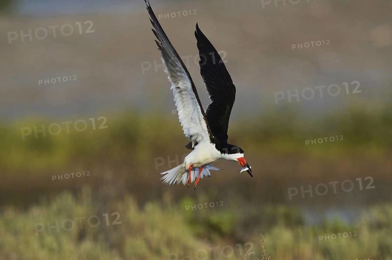 Black Skimmer