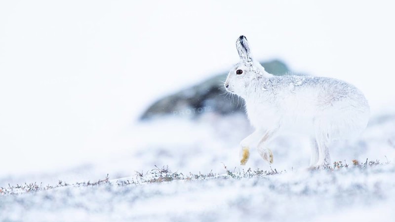 Mountain hare