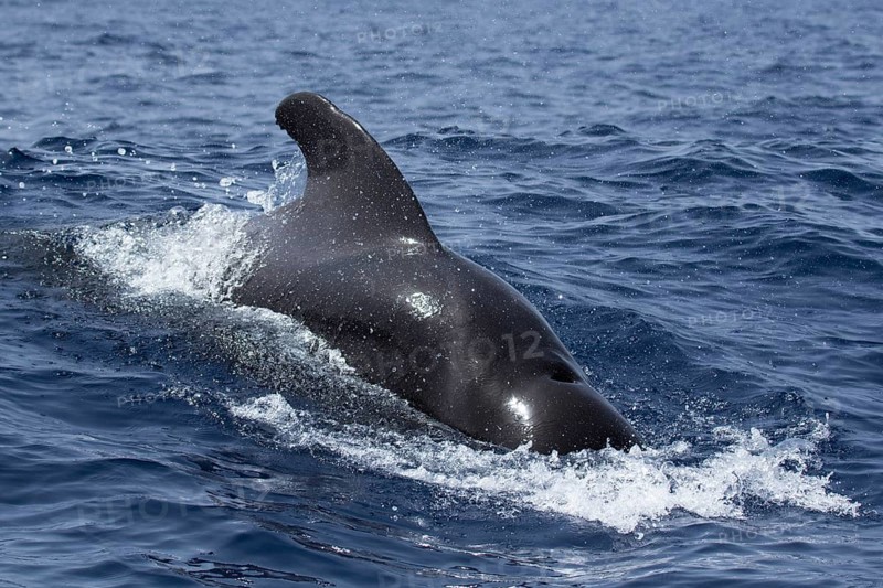 Long-finned pilot whale