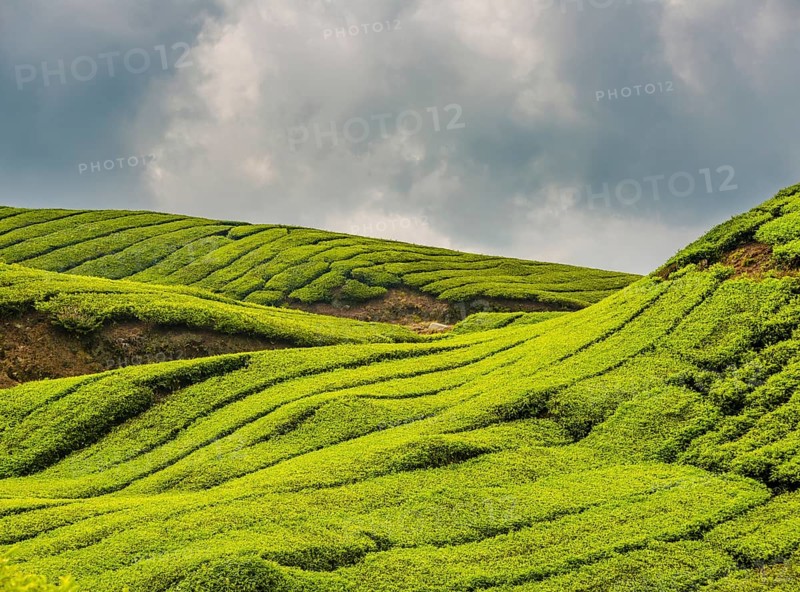 Tea plantations