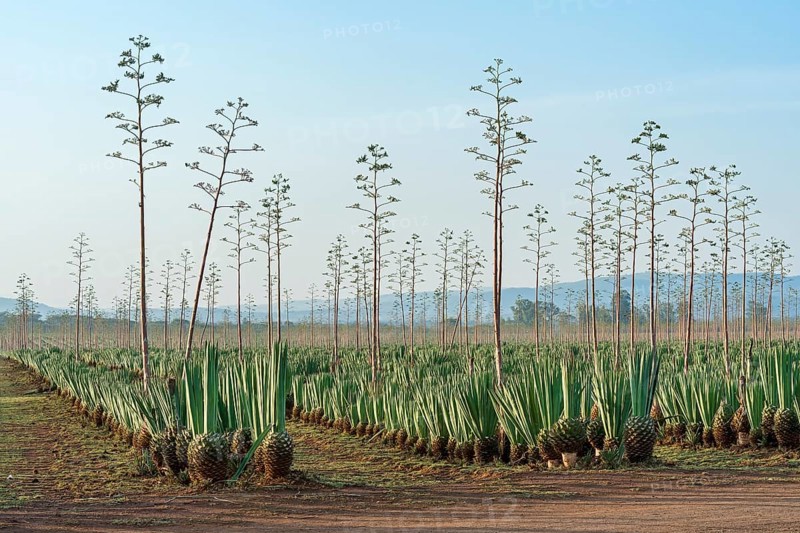 Sisal agave