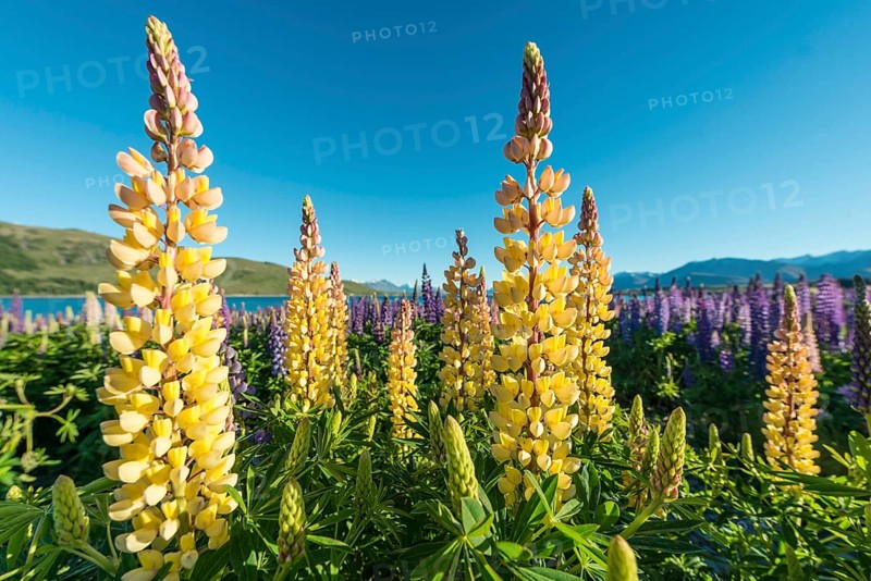 Yellow Large-leaved lupines