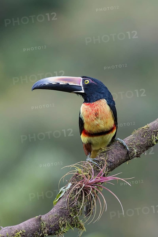 Collared aracari