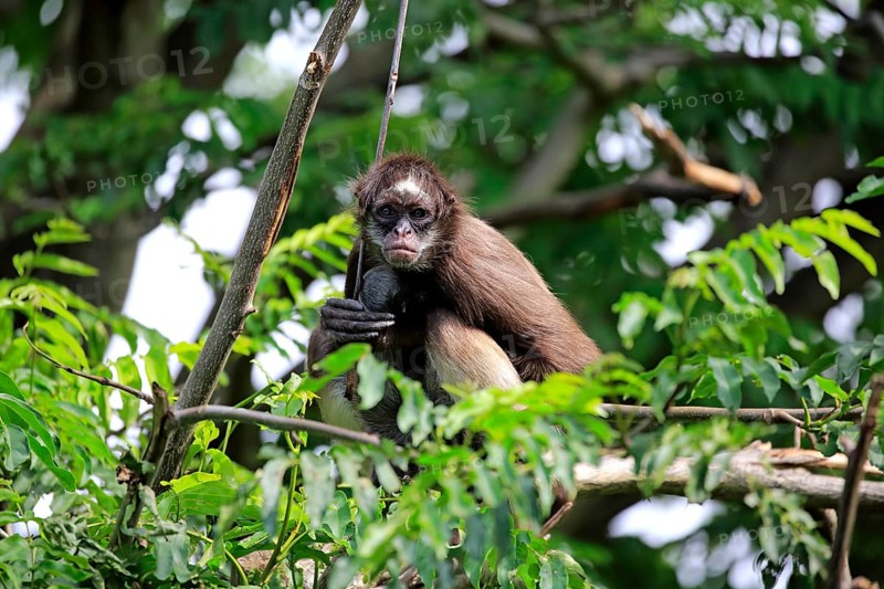 White-bellied spider monkey