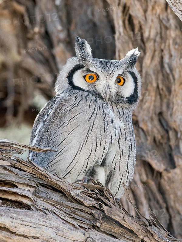 Southern white-faced owl