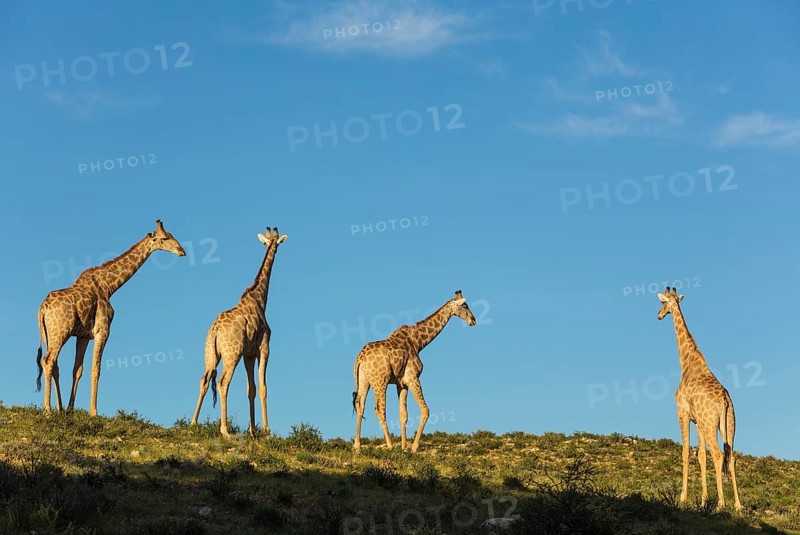 Southern Giraffes