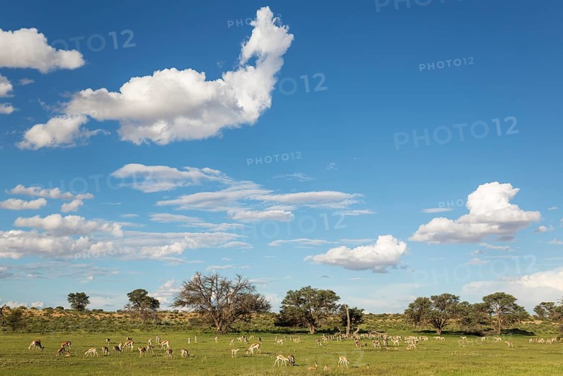 Springboks