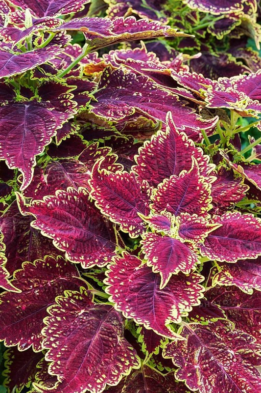 Close-up of burgundy and yellow-green Coleus