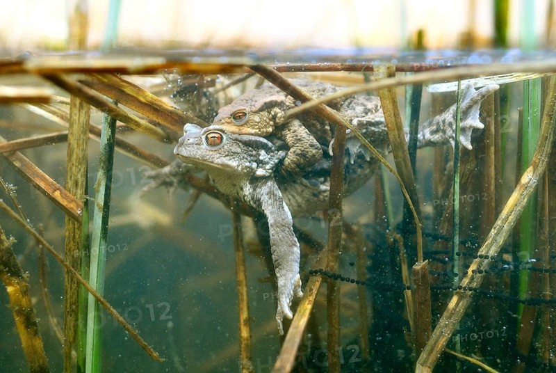 Common toads