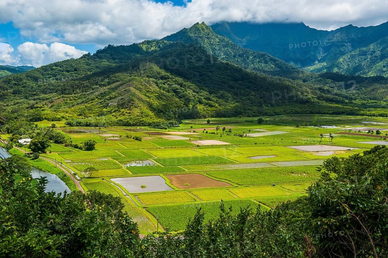 Taro fields near Hanalei on the island of Kauai