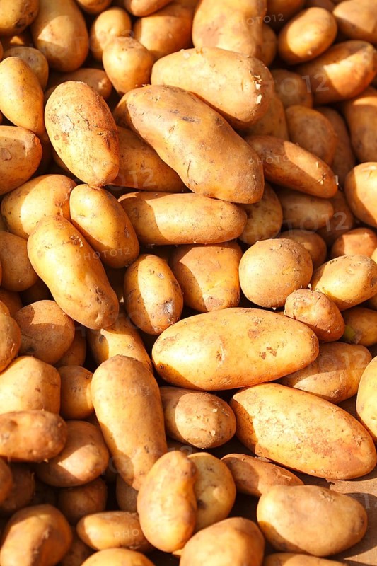 Sieglinde potato