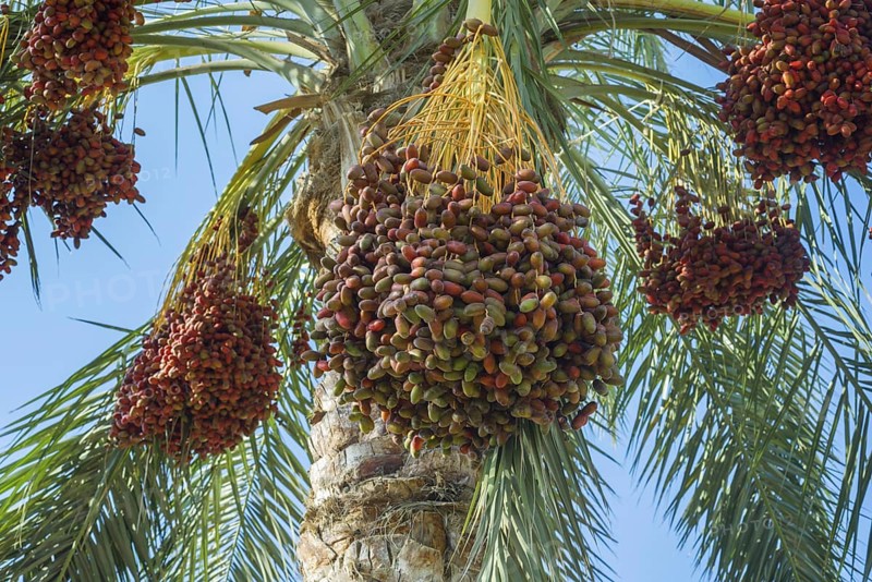 Ripe red fruits dates on date palm
