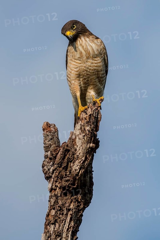 Roadside hawk