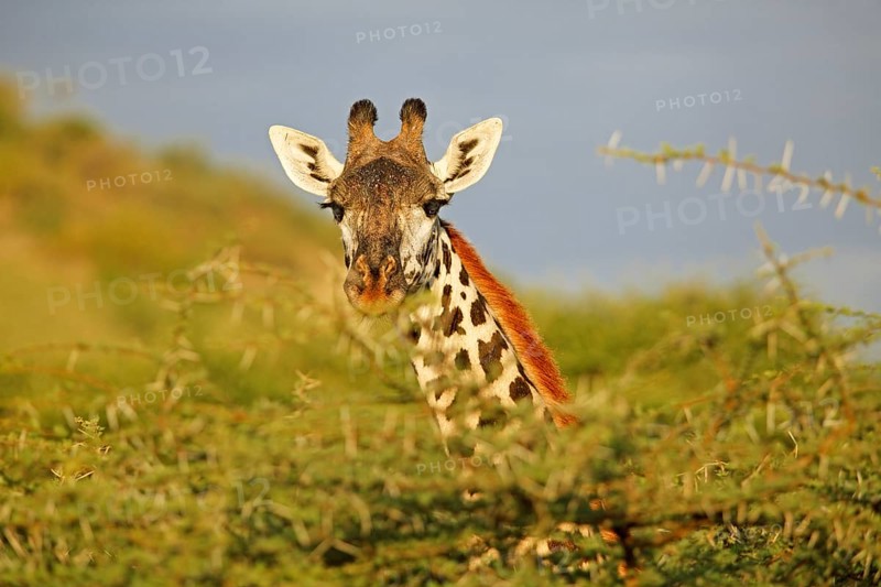 Northern giraffe