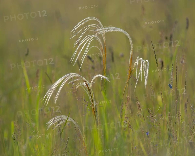 European feather grass or Orphan maidenhair