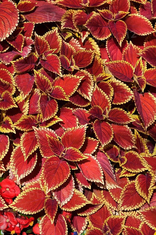 Coleus