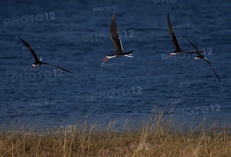 African Skimmer
