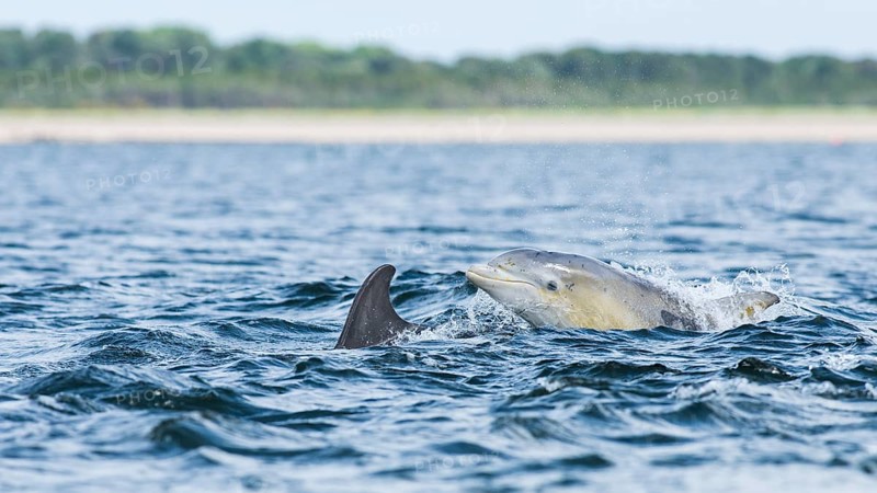 Common bottlenose dolphin