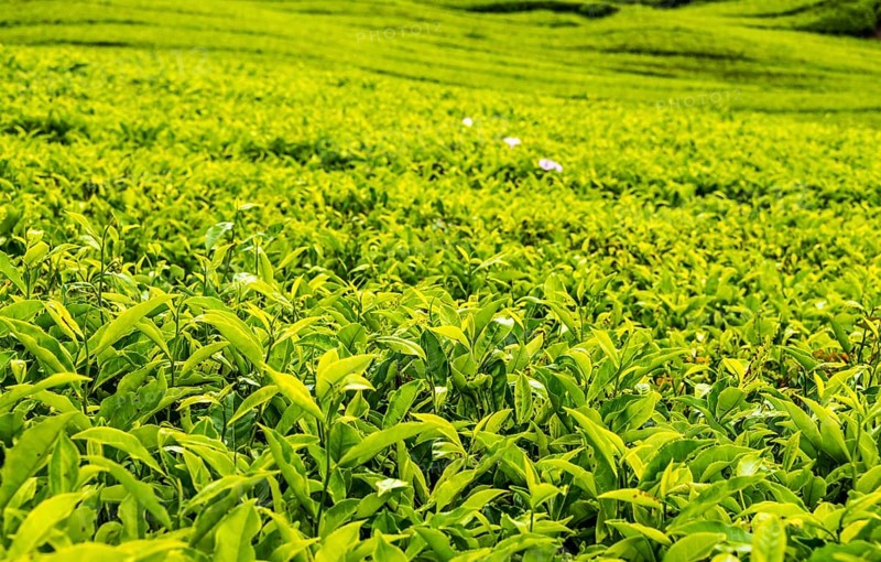 Tea plant