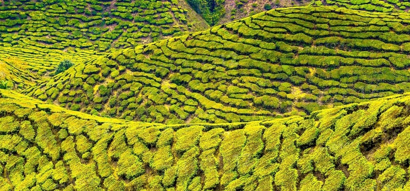 Tea plantations