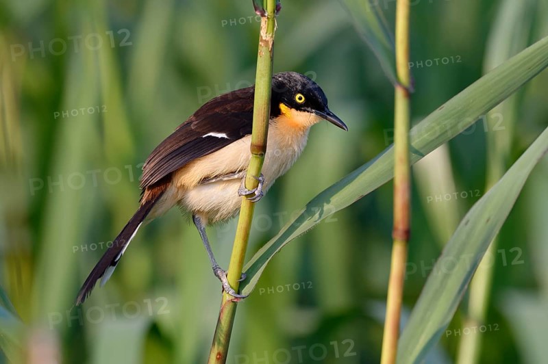 Black-capped Donacobius