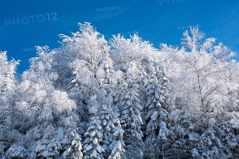 Mixed forest with snow near Neuschonau