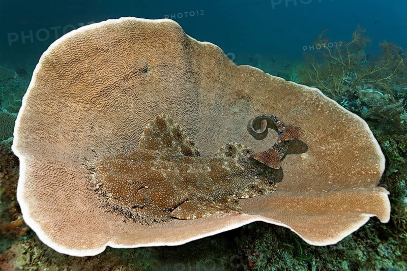 Tasselled wobbegong