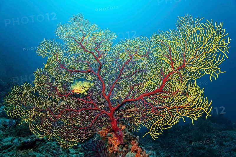Sea fan