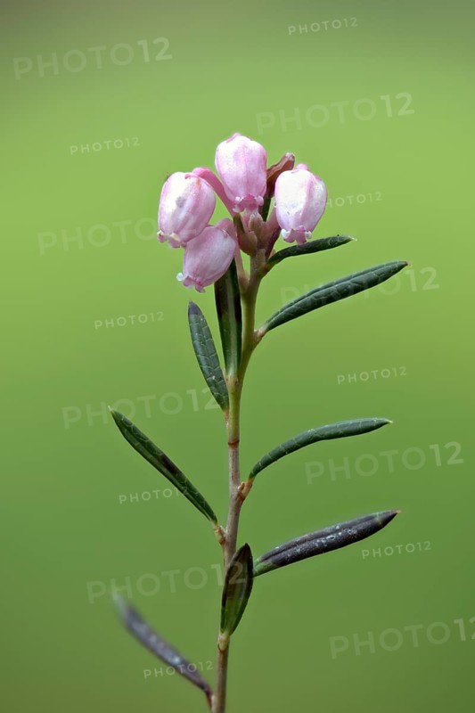 Bog rosemary
