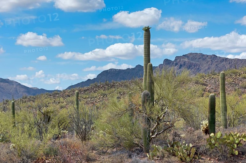 Saguaro Cacti