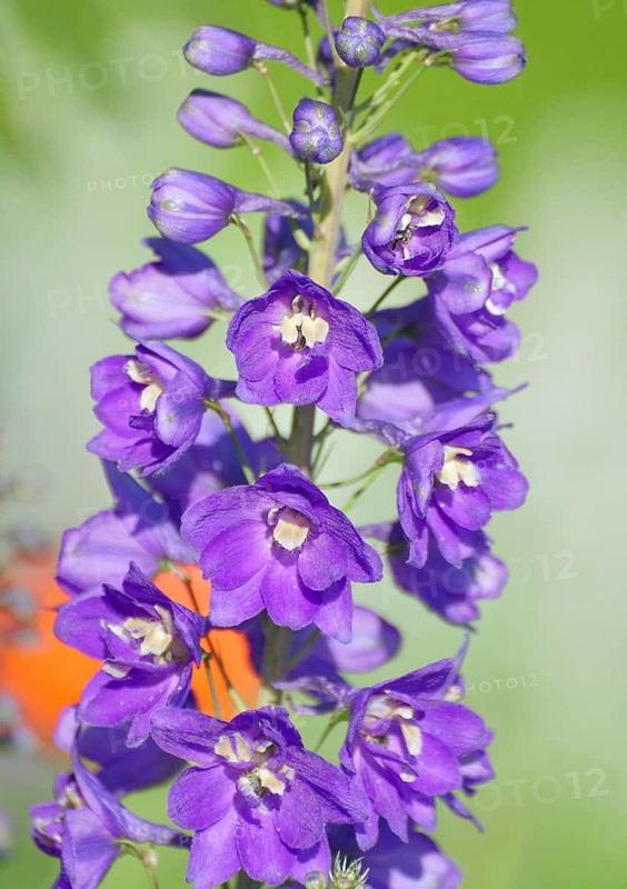 Larkspur