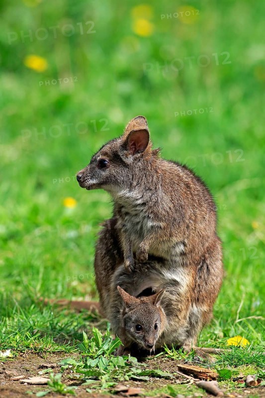 Parma wallaby