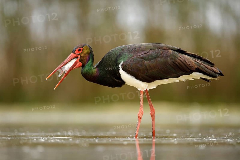 Black stork