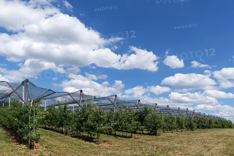 Pear plantation with hails net