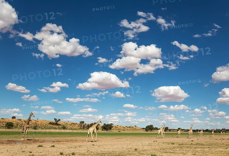 Southern Giraffes
