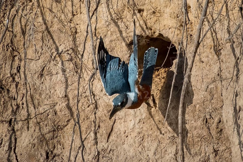 Ringed kingfisher