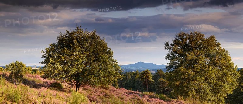 View of Montabaur Castle and Siebengebirge with broom blossoms