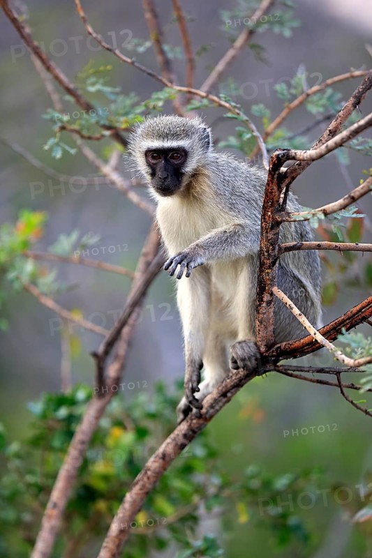 Vervet monkey
