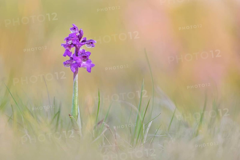 Green-winged orchid