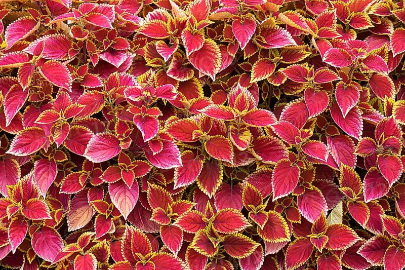 Coleus nettle