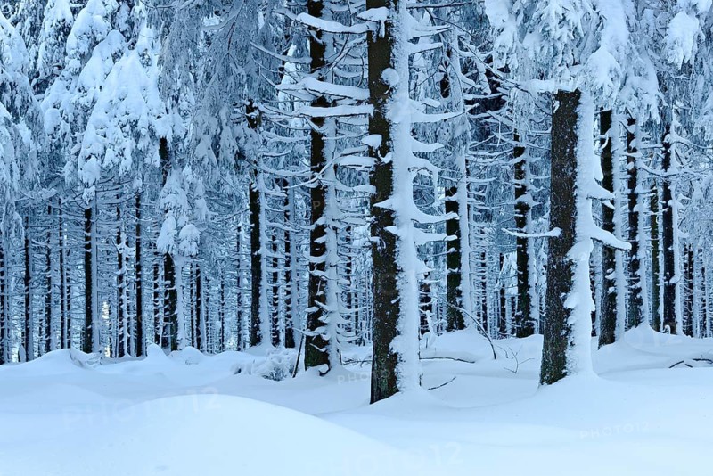 Snow-covered forest in winter