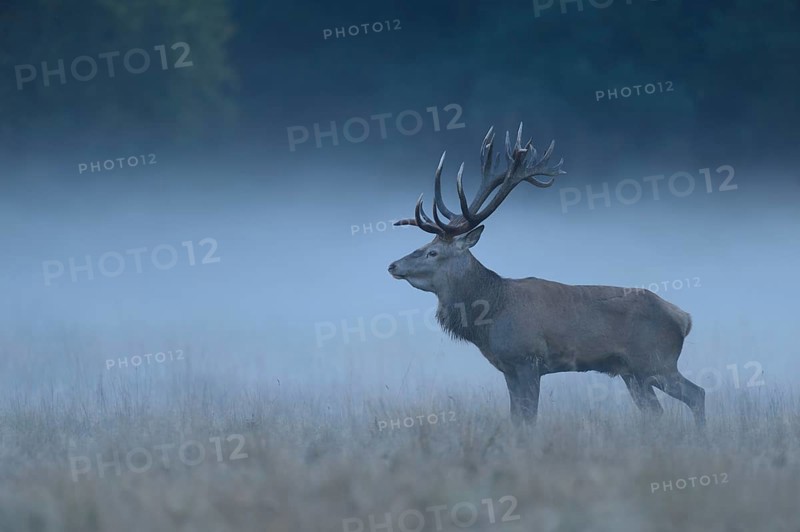 Red deer