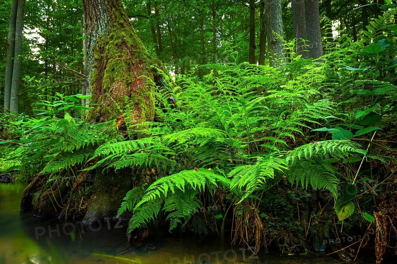 Bank of The Schlaube with ferns