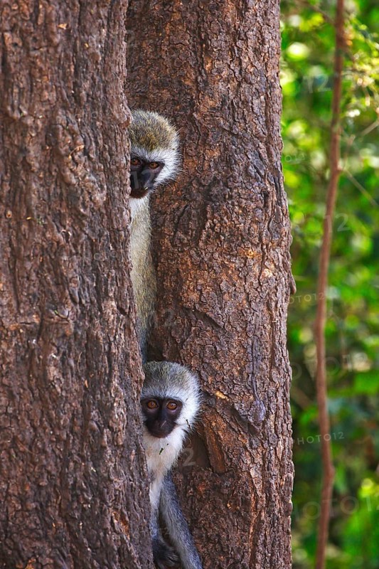Vervet monkey