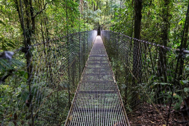 Suspension bridge in the Rainforest