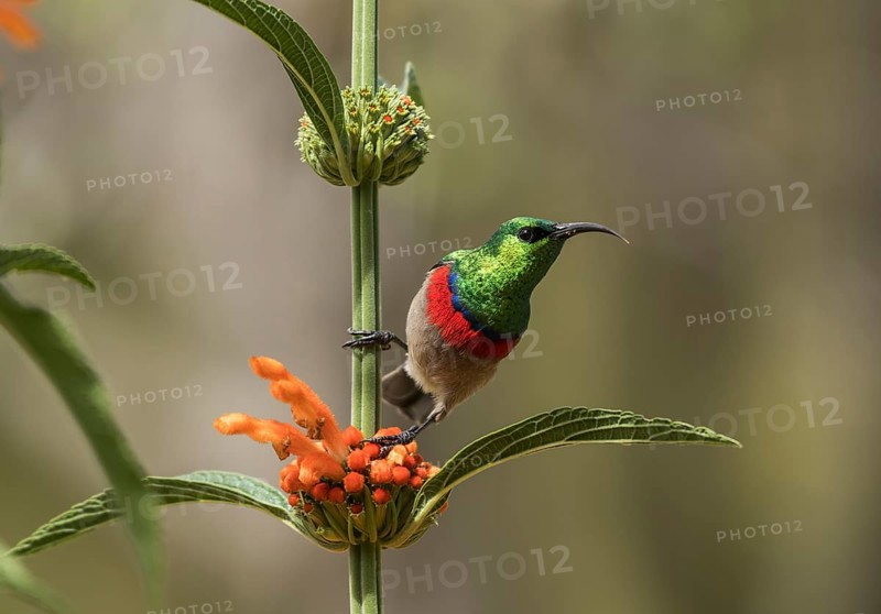 Southern Double-collared Sunbird